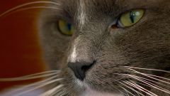 Tapeta Annimals 175.jpg